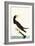 Brown Booby-John James Audubon-Framed Art Print