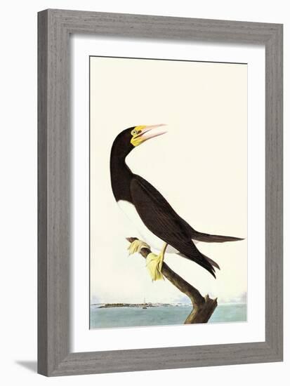 Brown Booby-John James Audubon-Framed Art Print