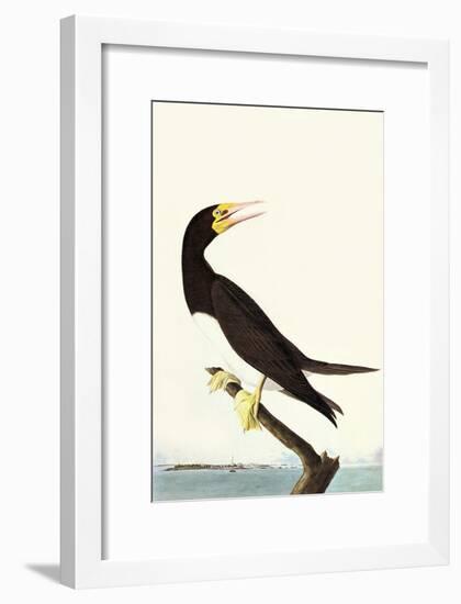 Brown Booby-John James Audubon-Framed Art Print