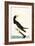 Brown Booby-John James Audubon-Framed Art Print
