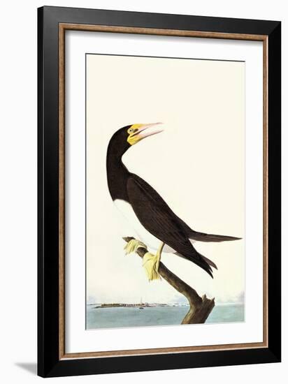 Brown Booby-John James Audubon-Framed Art Print