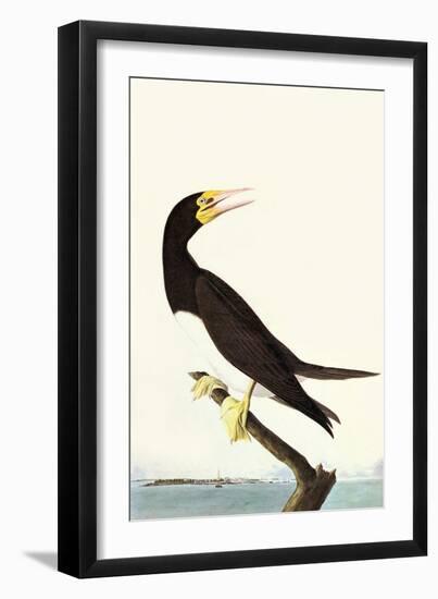 Brown Booby-John James Audubon-Framed Art Print