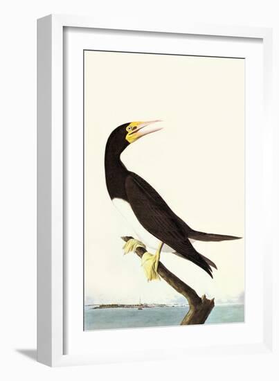 Brown Booby-John James Audubon-Framed Art Print