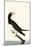 Brown Booby-John James Audubon-Mounted Art Print