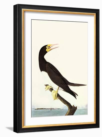 Brown Booby-John James Audubon-Framed Art Print