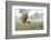 Brown Broholmer dog breed puppy lying on the grass and looking into camera-Francesco Fanti-Framed Photographic Print