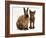 Brown Burmese-Cross Kitten with Rex Rabbit-Jane Burton-Framed Photographic Print