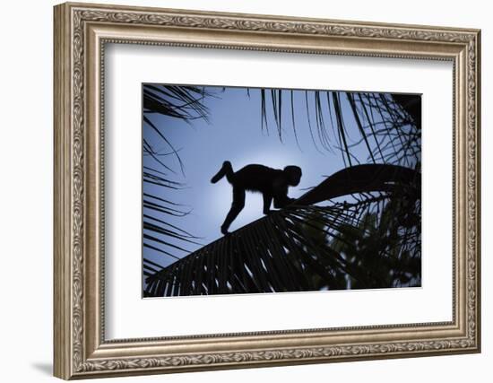 Brown Capuchin, Guyana-Pete Oxford-Framed Photographic Print