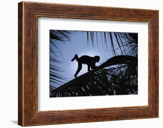 Brown Capuchin, Guyana-Pete Oxford-Framed Photographic Print