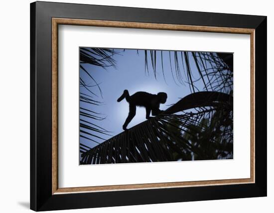 Brown Capuchin, Guyana-Pete Oxford-Framed Photographic Print