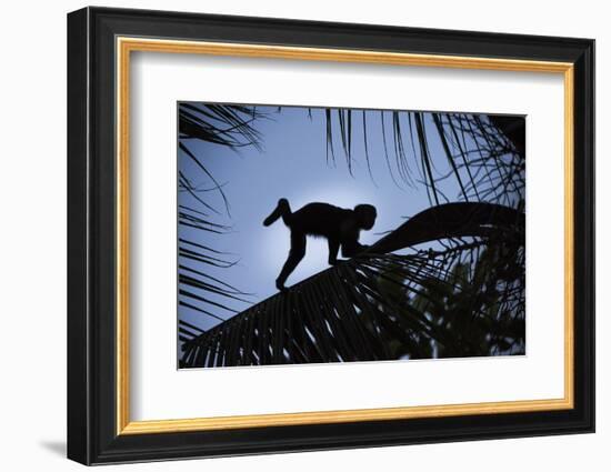 Brown Capuchin, Guyana-Pete Oxford-Framed Photographic Print