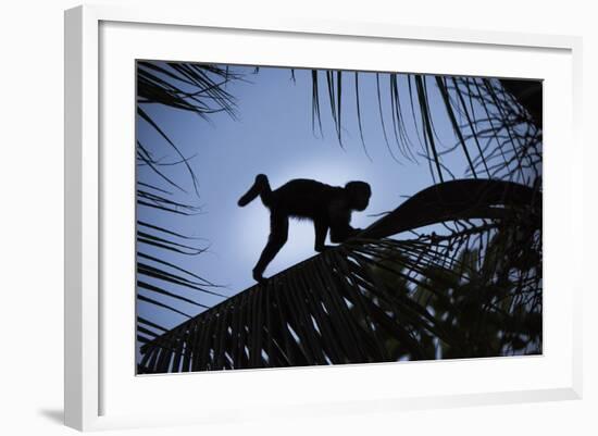 Brown Capuchin, Guyana-Pete Oxford-Framed Photographic Print