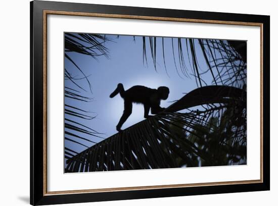 Brown Capuchin, Guyana-Pete Oxford-Framed Photographic Print