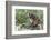 Brown capuchin, Manu Biosphere Reserve, Peru-Nick Garbutt-Framed Photographic Print