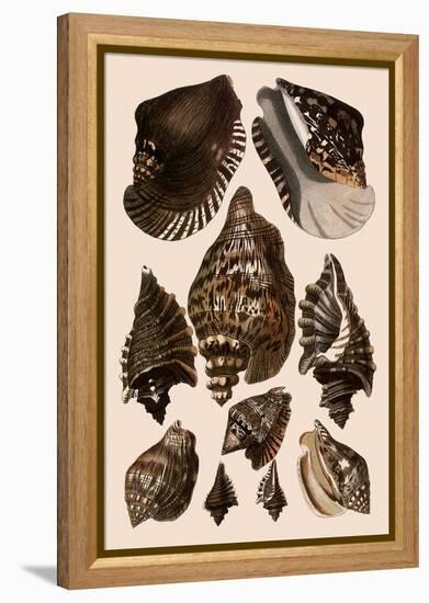 Brown Conch Variations-Albertus Seba-Framed Premier Image Canvas