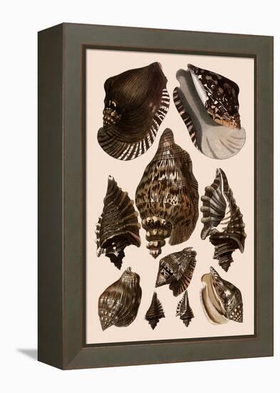 Brown Conch Variations-Albertus Seba-Framed Premier Image Canvas