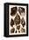 Brown Conch Variations-Albertus Seba-Framed Premier Image Canvas