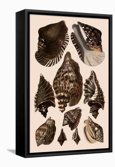 Brown Conch Variations-Albertus Seba-Framed Premier Image Canvas
