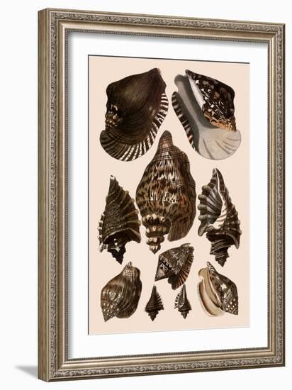 Brown Conch Variations-Albertus Seba-Framed Giclee Print