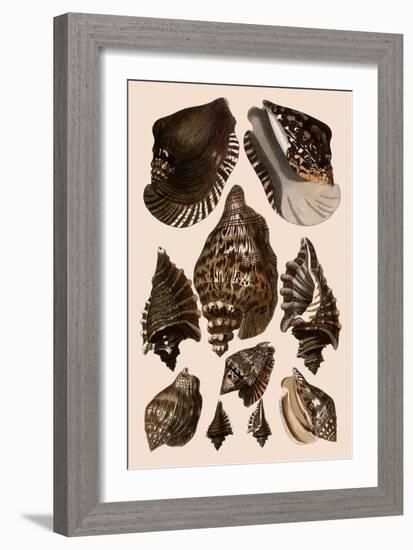 Brown Conch Variations-Albertus Seba-Framed Giclee Print