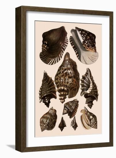 Brown Conch Variations-Albertus Seba-Framed Giclee Print