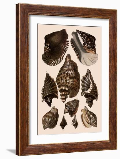 Brown Conch Variations-Albertus Seba-Framed Giclee Print