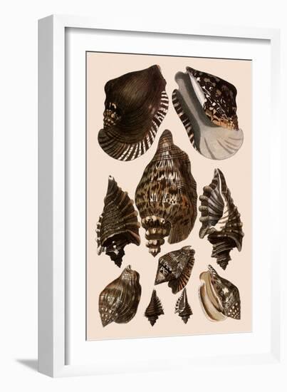 Brown Conch Variations-Albertus Seba-Framed Giclee Print