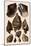 Brown Conch Variations-Albertus Seba-Mounted Giclee Print