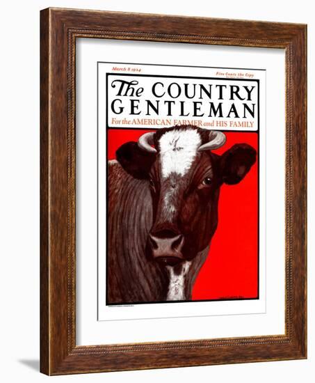 "Brown Cow," Country Gentleman Cover, March 8, 1924-Charles Bull-Framed Giclee Print