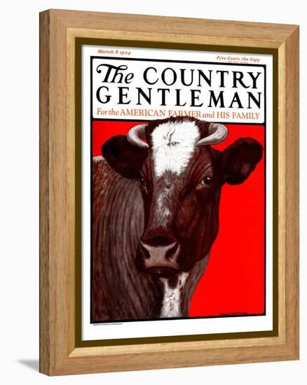 "Brown Cow," Country Gentleman Cover, March 8, 1924-Charles Bull-Framed Premier Image Canvas