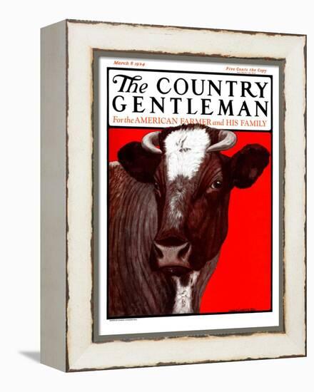 "Brown Cow," Country Gentleman Cover, March 8, 1924-Charles Bull-Framed Premier Image Canvas