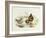 Brown Dipper (Cinclus Pallasii)-John Gould-Framed Giclee Print