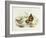 Brown Dipper (Cinclus Pallasii)-John Gould-Framed Giclee Print