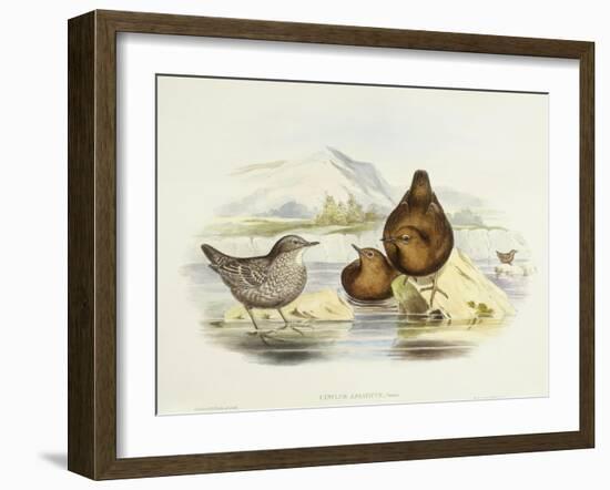 Brown Dipper (Cinclus Pallasii)-John Gould-Framed Giclee Print
