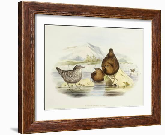 Brown Dipper (Cinclus Pallasii)-John Gould-Framed Giclee Print