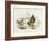 Brown Dipper (Cinclus Pallasii)-John Gould-Framed Giclee Print