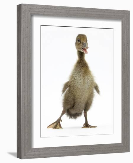 Brown Duckling Cheeping, Against White Background-Mark Taylor-Framed Photographic Print