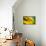 Brown-eyed Susan-Ursula Abresch-Photographic Print displayed on a wall