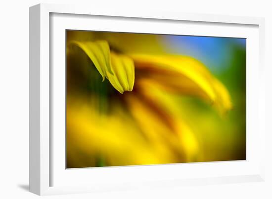 Brown-eyed Susan-Ursula Abresch-Framed Photographic Print