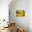 Brown-eyed Susan-Ursula Abresch-Mounted Photographic Print displayed on a wall