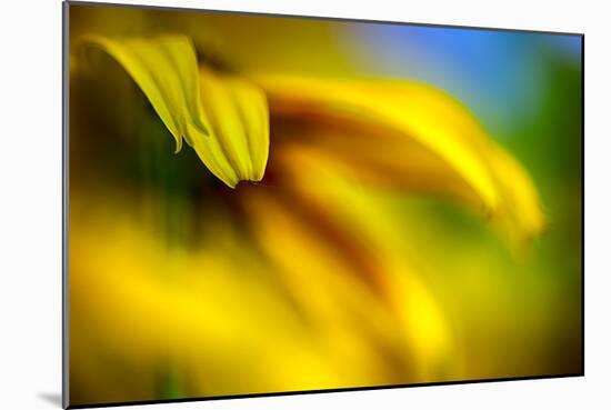 Brown-eyed Susan-Ursula Abresch-Mounted Photographic Print