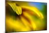 Brown-eyed Susan-Ursula Abresch-Mounted Photographic Print