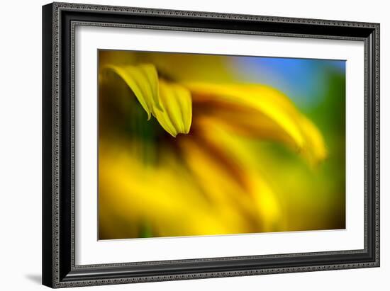 Brown-eyed Susan-Ursula Abresch-Framed Photographic Print