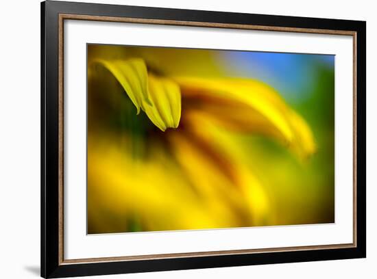 Brown-eyed Susan-Ursula Abresch-Framed Photographic Print