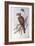 Brown Falcon (Falco Berigora Occidentalis)-John Gould-Framed Giclee Print