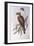 Brown Falcon (Falco Berigora Occidentalis)-John Gould-Framed Giclee Print