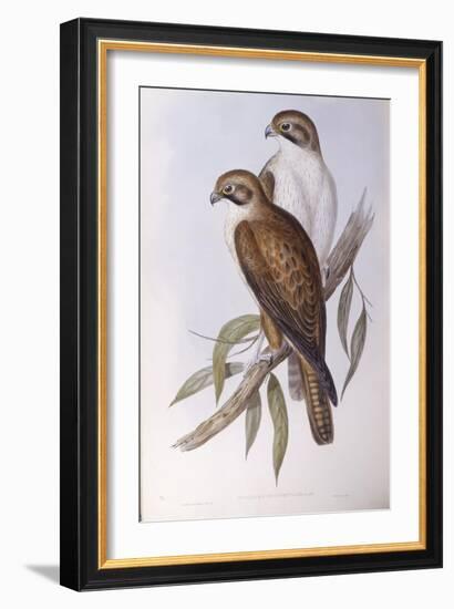 Brown Falcon (Falco Berigora Occidentalis)-John Gould-Framed Giclee Print