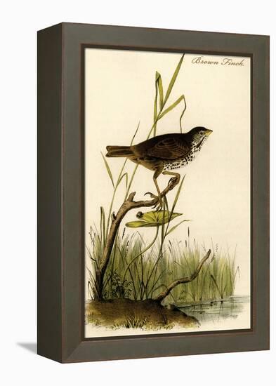 Brown Finch-John James Audubon-Framed Stretched Canvas