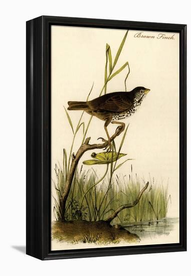 Brown Finch-John James Audubon-Framed Stretched Canvas