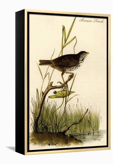 Brown Finch-John James Audubon-Framed Stretched Canvas